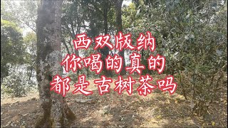 【小龙在版纳】Xishuangbanna, can you drink the real ancient tree tea?03/26/2022