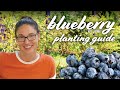 Blueberry Planting Guide: When To Plant, Types, Soil, pH, Fertilizer & More!