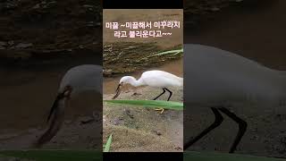 쇠백로 사냥성공 /#먹이사냥성공/# 먹이사슬