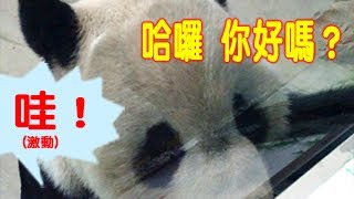 【GIANT PANDA 館實拍】20141001 今日開獎秀：圓仔與團團開獎 The Giant Panda Yuan Zai and Tuan Tuan