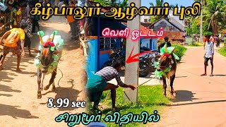 கீழ்பாலூர் ஆழ்வார் புலி 💥 வெளி ஓட்டம் 😱சிறுமூர் விதியில் 8.99 sec #vmtvlog #eruthukattu #jallikattu