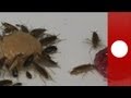 Cockroaches set for bitter end - science