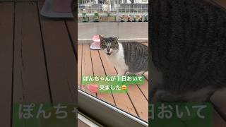 #毎日我が家に来る野良猫 #地域猫 #cat