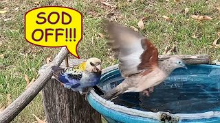 Pale headed Rosellas visit birdbath for drinks and a minor scuffle – Australian Birds