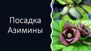 Посадка Азимины