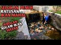 Temukan Ratusan Ikan Hias Mahal Jebolan Tampungan Tumpah Ke Selokan