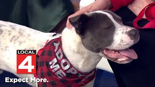 Detroit shelter inviting families to spend time with adoptable pets this holiday season