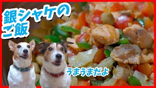 (犬のご飯)銀シャケのご飯を食べたジャックラッセルテリア