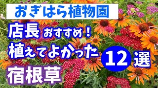 【おぎはら植物園のプロ直伝】初夏の庭！植えてよかった丈夫で花が美しい宿根草12選を紹介！ガーデニング ！あしかがフラワーパーク・代々木公園