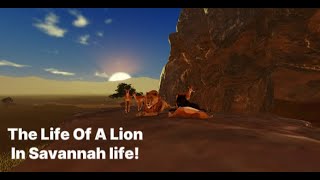 The Life Of A Lion in Roblox Savannah Life! #roblox #savannahlife