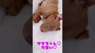 変な格好で寝るピットブル🐶pitbull sleeping weird🐶#shorts