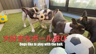 Dogs like to play with the ball. フレンチブルドッグ 【French bulldog】大好きなボール遊び