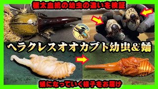 【検証】ヘラクレスオオカブト極太血統幼虫の違い\u0026蛹になるまでの様子編【カブトムシ】