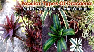 Different Types Of Dracaena plant Varieties for Indoor and Outdoor by Garden Gyan