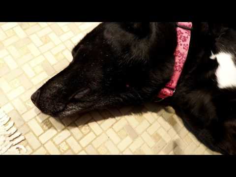 Healing A Dog Fight Wound Naturally Healing A Dog Fight Wound Naturally