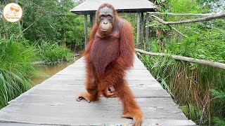 Funny ANIMALS Videos 🤣 Hilarious Cats & Dogs Doing the Funniest Things! 🐾😆 Part 78