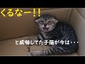 保護直後、超威嚇してた子猫が今は甘えん坊猫になった件ｗ