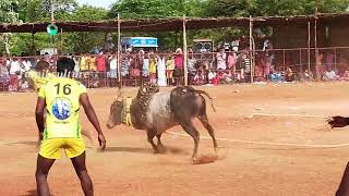 அரசனூரின் ஆட்ட நாயகன் பாண்டி தனித்திறமையால் மாட்டை அடக்கி அசர வைத்தார் ¦¦ பிலாமிச்சான்பட்டி வடம்