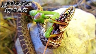 Praying Mantis # கும்பிடு பூச்சி # praying mantis # insect fights # bug wars # bug fights #mantis