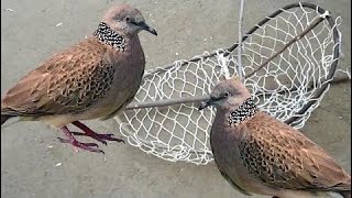 Amazing Quick Bird Quail Live Trap In Cambodia - Traditional Bird Traps Homemade In Action