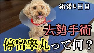 犬の去勢手術後、停留睾丸について。【トイプードル】【toy poudre】【dog】