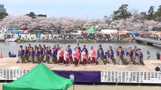 常笑 @ どまつり夜桜in岡崎 (河川敷会場) 2017-04-09T11:50