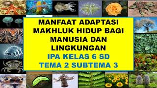 Manfaat adaptasi makhluk hidup bagi manusia dan lingkungan.IPA kelas 6 SD Tema 2 Subtema 3