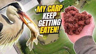 Winter Carp Fishing VLOG on the Parker Baits Lake! With Ben Parker