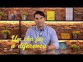 UM CHÁ FAZ A DIFERENÇA - Luciano Bruno #nutricaoeficiente