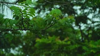 11 Hours of the Most Relaxing RAIN \u0026 Thunder Sounds for Sleep-Huge Window with Hanging Plants \u0026 Rain