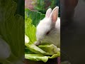 The little ball of fur stole my heart❤ #shortvideo #viralvideo #shorts #babyrabbit #babyanimal