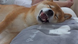 Cute Shiba Inu who can't believe his ears if you tell him you're going out while he's sleeping