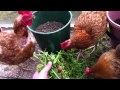 Rescued Hens eating Chickweed from my hand