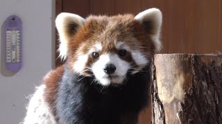 レッサーパンダ　ホーリーちゃん　かわいいお顔で出迎えてくれます　【茶臼山動物園】