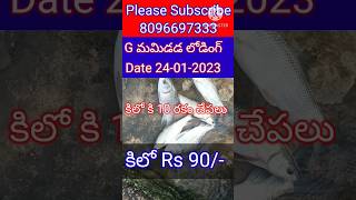 100 గ్రాముల శీలావతి కట్ల చేప పిల్లలు కిలో Rs 90/- #fishseeds 9000031317 #fishfarming #fishfeed