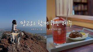 [애견동반제주] 반려견과 함께 가기 좋은 군산오름 ⛰ / 대형견도 함께 갈 수 있는 귀여운 카페 루핀 ☕