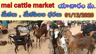 మాల్ పశువుల సంత|mall cattle market|Telangana|goats,sheeps, buffalomarket|dairy info telugu |oneclick