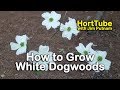 How to grow White Dogwoods - Cornus florida - White Flowering Native to the Eastern US