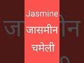 jasmine pronunciation with hindi meaning