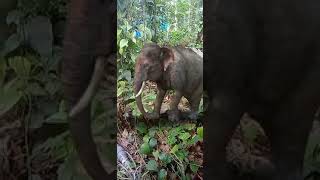 കുട്ടി കുറുമ്പൻ 🐘 song