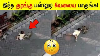 இந்த குரங்கு பன்னுறத பாருங்க? | Facts in Tamil_Facts in Minutes_Minutes Mystery_Info Bytes #Shorts