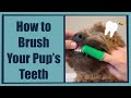 How to Brush Your Dogs Teeth | Mabel The Whoodle | Dog Grooming Tips #dogshorts #shorts