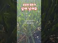 꽁꽁언 쪽파 김장할수있을까 김장쪽파 쪽파김치 shorts