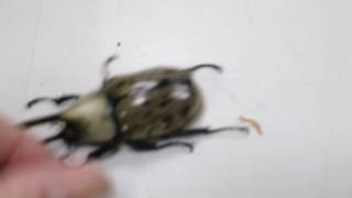 Rhinoceros beetle - DYNASTES GRANTI