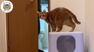 【多頭飼い保護猫】おトイレが大好き過ぎる猫がここまでしました！