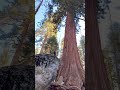 Giant Sequoia - Sequoia National Park