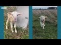 orphan lambs get colourful jumpers in australia bbc news