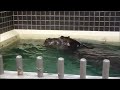 上野動物園カバ_屋内プールで連続回転するジロー