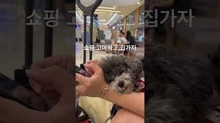 엄마따라 쇼핑왔다가 지침#asmr #푸들 #puppy #비비 #강아지브이로그 #푸들브이로그 #토이푸들 #cutedog #토이푸들일상 #반려견 #스타필드