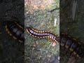 #millipede #shorts #shortsvideo